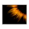 Stupell Industries Water Droplets on Sunflower Framed Giclee, design by Brian Carson Photography